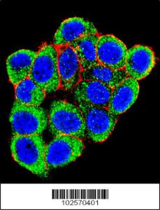 Anti-PML, Sumoylation Site Rabbit Polyclonal Antibody (AP (Alkaline Phosphatase))