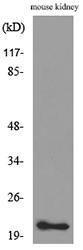 Western blot analysis of lysate from mouse kidney cells using Anti-ADM Antibody