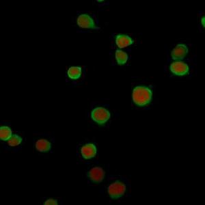 Immunofluorescent analysis of Jurkat cells stained with Anti-PD-L2 Antibody [PDL2/2676] followed by Goat Anti-Mouse IgG (CF&#174; 488) (Green). The nuclear counterstain is RedDot (Red)