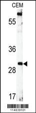 Anti-BDNF Rabbit Polyclonal Antibody