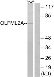 Anti-OLFML2A Rabbit Polyclonal Antibody