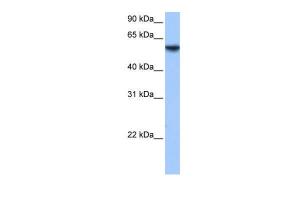 Anti-ISYNA1 Rabbit Polyclonal Antibody