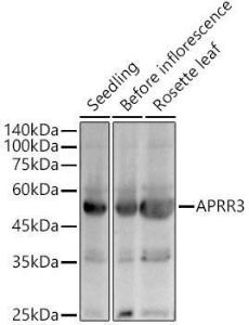 Anti-APRR3 antibody