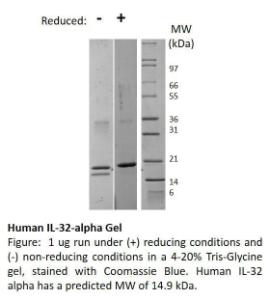 Human recombinant IL-32alpha (from <i>E. coli</i>)