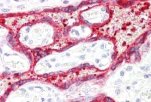 Anti-HSD3B1 Antibody (A84203) (375 µg/ml) staining of paraffin embedded Human Placenta Steamed antigen retrieval with citrate buffer pH 6, AP-staining