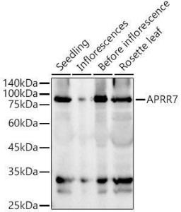 Antibody A309846-100 100 µl