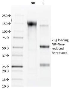 Antibody A250833-100 100 µg