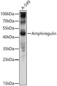 Western blot analysis of extracts of A-549 cells, using Anti-Amphiregulin Antibody (A11487) at 1:1,000 dilution The secondary antibody was Goat Anti-Rabbit IgG H&L Antibody (HRP) at 1:10,000 dilution Lysates/proteins were present at 25 µg per lane