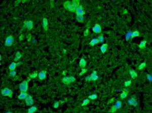 Immunohistochemistry analysis of mouse spinal cord. The Primary Antibody used was Anti-HSP22 Antibody (A304777) at 1:100. The secondary Antibody used was Alexa Fluor 488 Goat Anti-Rabbit. DAPI merged with Alexa 488