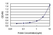 Anti-FKBP4 Polyclonal Antibody Pair