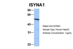 Anti-ISYNA1 Rabbit Polyclonal Antibody