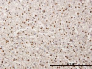 Anti-SMAD6 Mouse Monoclonal Antibody [clone: 4C8]