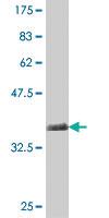 Anti-TRIM9 Mouse Polyclonal Antibody