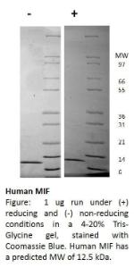 Human recombinant MIF (from <i>E. coli</i>)