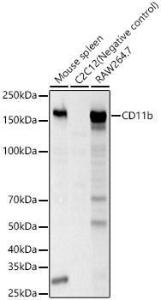 Western blot analysis of various lysates, using Anti-CD11b Antibody (A309847) at 1:2,000 dilution The secondary antibody was Goat Anti-Rabbit IgG H&L Antibody (HRP) at 1:10,000 dilution Lysates/proteins were present at 25 µg per lane