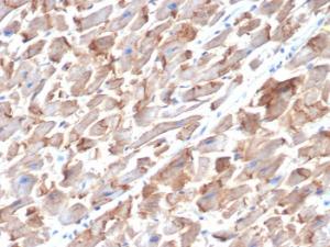 Immunohistochemical analysis of formalin-fixed, paraffin-embedded human heart using Anti-N Cadherin Antibody [MNCD2]