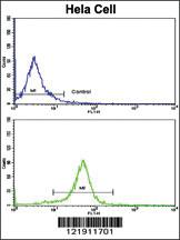 Anti-NFKBIA Rabbit Polyclonal Antibody