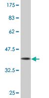 Anti-DCK Mouse Monoclonal Antibody [clone: 3E4]