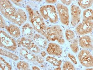 Immunohistochemical analysis of formalin-fixed, paraffin-embedded human kidney using Anti-MTAP Antibody [MTAP/1813]