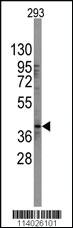 Anti-SOX2 Rabbit Polyclonal Antibody