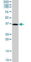 Anti-DUSP12 Mouse Polyclonal Antibody