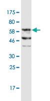 Anti-FAM62B Mouse Monoclonal Antibody [clone: 1E10]