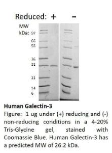 Human Recombinant Galectin-3 (from <i>E. coli</i>)