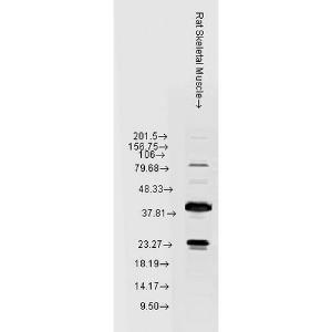 Western blot analysis of rat Skeletal muscle lysates showing detection of HSP22 protein using Anti-HSP22 Antibody (A304777) at 1:1000 for 2 hours at room temperature. Load: 15 µgprotein. Block: 1.5% BSA for 30  minutes at room temperature.