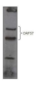 Anti-KSHV ORF 57 Rabbit Polyclonal Antibody (AP (Alkaline Phosphatase))