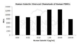 Human Recombinant Galectin-3 (from <i>E. coli</i>)