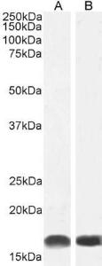 Antibody anti-AIF1 A82670-100 100 µg