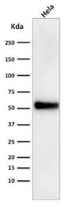 Western blot analysis of HeLa cell lysate using Anti-p53 Antibody [DO-1]