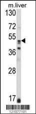 Anti-GSS Rabbit Polyclonal Antibody