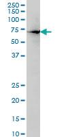 Anti-HNF4A Mouse Monoclonal Antibody [clone: 1F12]