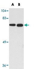 Anti-BORA Rabbit Polyclonal Antibody