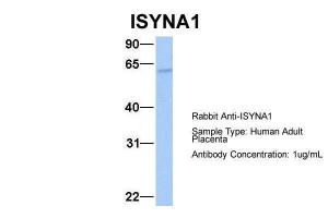 Anti-ISYNA1 Rabbit Polyclonal Antibody