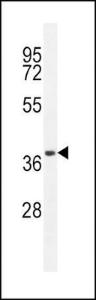 Anti-CD14 Rabbit Polyclonal Antibody