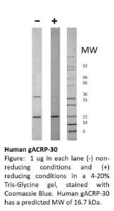 Human Recombinant gACRP-30 (from <i>E. coli</i>)