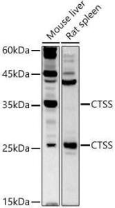 Anti-Cathepsin S Rabbit Polyclonal Antibody