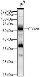 Western blot analysis of 293F, using Anti-Siglec 7 Antibody (A309849) at 1:1000 dilution