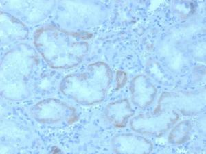 Immunohistochemical analysis of formalin-fixed, paraffin-embedded human kidney using Anti-FGF23 Antibody [FGF23/4162]