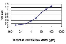 Anti-PKN2 Mouse Monoclonal Antibody [clone: 3A7]