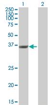 Anti-DUSP12 Mouse Polyclonal Antibody