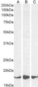 Antibody anti-AIF1 A82670-100 100 µg