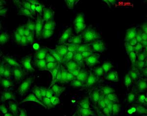 Immunocytochemistry/Immunofluorescence analysis of human HaCaT cells, fixed in cold 100% methanol at -20°C for 10  minutes, using Anti-HSP22 Antibody (A304777), at 1:100 for 12 hours at 4 °C.