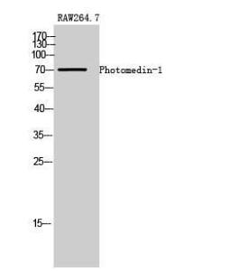 Anti-OLFML2A Rabbit Polyclonal Antibody