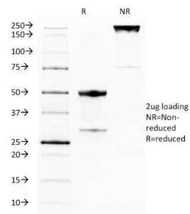 Anti-TNFRSF18 Rat Monoclonal Antibody [clone: DTA-1]