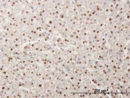 Anti-SMAD6 Mouse Monoclonal Antibody [clone: 4C8]