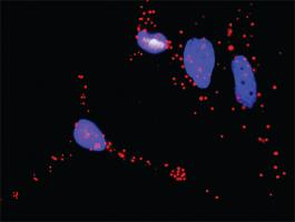 Anti-BAD + RAF1 Antibody Pair