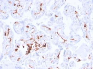 Immunohistochemical analysis of formalin-fixed, paraffin-embedded human placenta using Anti-Factor XIIIa Antibody [F13A1/3772R]